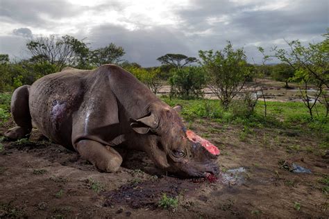 More Than 1,000 Rhinos Poached in South Africa in 2017 | National