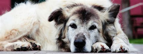 Cane anziano non cammina più Cause e trattamenti SBA