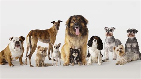 7 Different Types Of Dogs By Breeds Eblogsindia