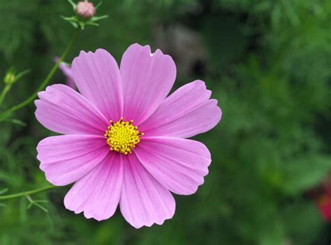 "Cosmea Bilder – Durchsuchen 19,609 Archivfotos, Vektorgrafiken und ...