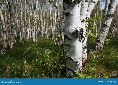 El Bosque De Los Abedules Blancos Foto De Archivo Imagen De Porcelana