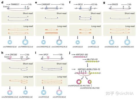 陈玲玲研究员等统一环状rna命名规范，推动环状rna研究交流和发展 知乎