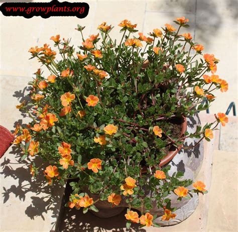 Portulaca Oleracea How To Grow And Care