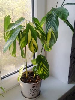 Ктенанта Ctenanthe