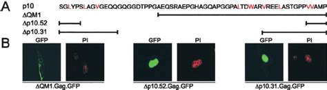 Effects Of P Deletions On Subcellular Localization A Schematic