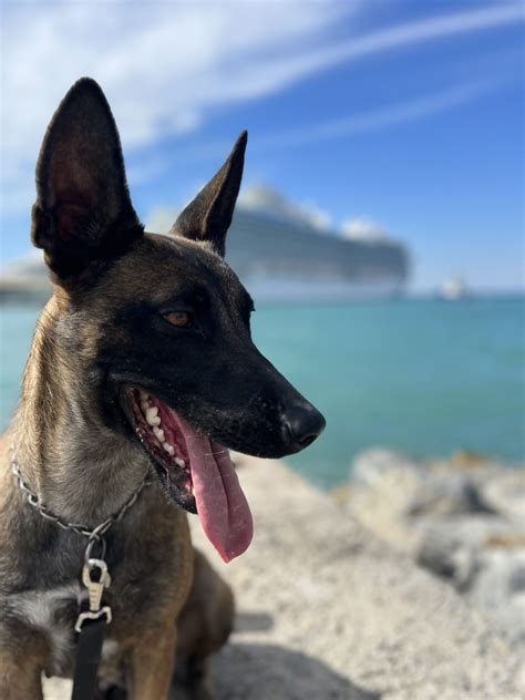 Belçika Kurdu Malinois Köpek Cinsi Özellikleri ve Bakımı patiask