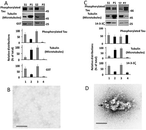 Tau Phosphorylation Mitigates Protective Effect Of Microtubules Against