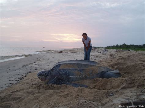 Interesting facts about leatherback sea turtles | Just Fun Facts