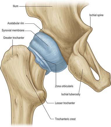 Hip Clinical Gate