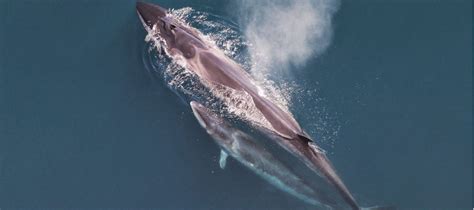 Antarctica Whales: Pictures, Facts and Information