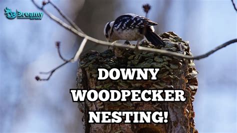 Downy Woodpecker Nesting: Location, Eggs and More