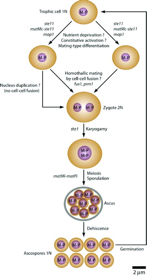 Hypothetical Primary Homothallism Of Pneumocystis Species The Question Download Scientific