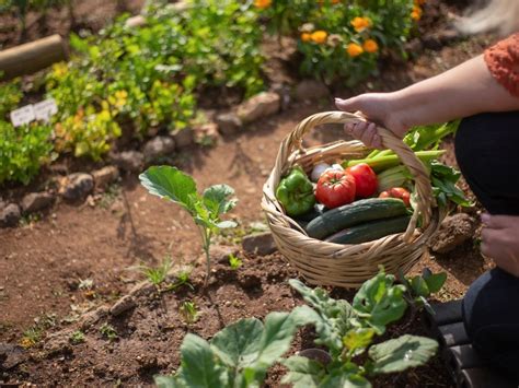 Cultiver Ses Propres Legumes Guide Pour Son Premier Potager Maison