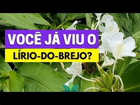 Você já viu um LÍRIO DO BREJO Aprenda a identificar essa planta