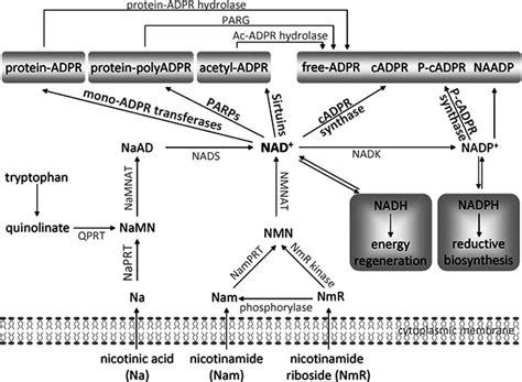 Fig 1 Mammalian NAD Metabolic Pathways Nicotinic Acid Na