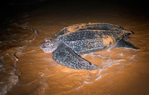 Tortuga Laúd Dermochelys Coriacea Fundación Cram