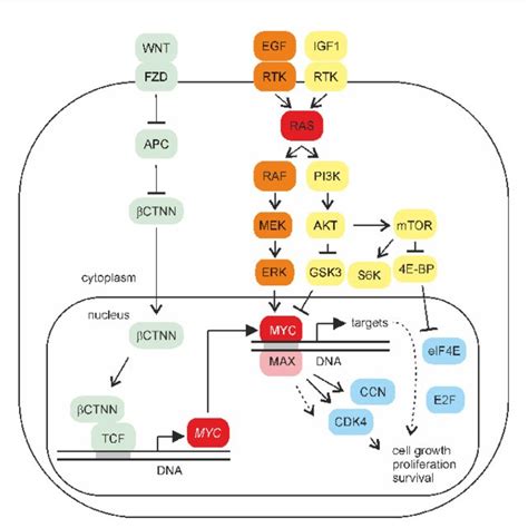 (PDF) Strategies to target the cancer driver MYC in tumor cells