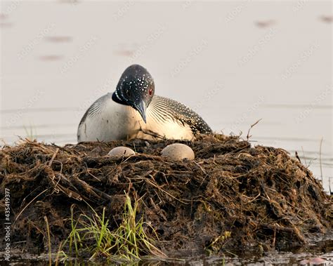 Loon Photo Stock. looking and protecting the nest and eggs with a blur ...