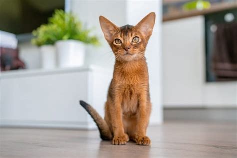 10 Cat Breeds With Big Ears Cat Vet Info