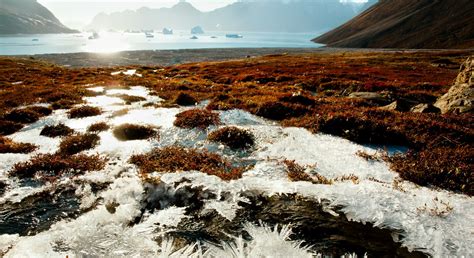 Arctic Vegetation Has A Major Impact On Warming University Of Copenhagen