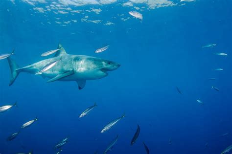 Male Great White Shark And Bait Fish Guadalupe Island Mexico Poster