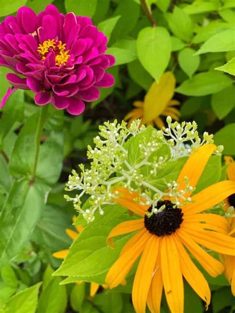 Best Companion Plants For Black Eyed Susans Bricks N Blooms With