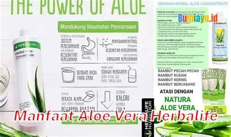 Temukan 8 Manfaat Aloe Vera Herbalife Yang Jarang Diketahui