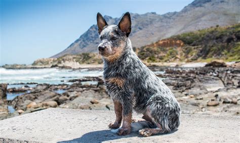 What Is A White Heeler