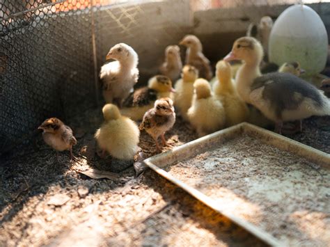 Brooding Different Poultry Types Together Meyer Hatchery Blog