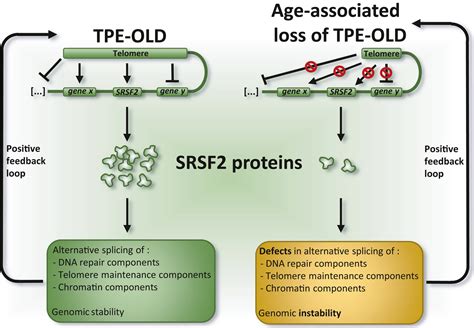 The Emerging Role Of Alternative Splicing In Senescence And Aging