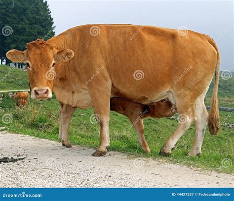 Calf While Drinking The Milk From The Udder Of The Cow Stock Photo ...