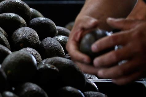 Cómo saber si una palta está en buen estado sin abrirla 24horas