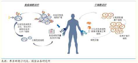 免疫细胞疗法是什么意思全球肿瘤医生网