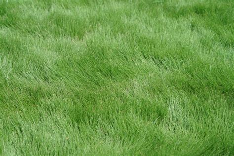 Zeon Zoysia Pros Cons Spread Rate And More