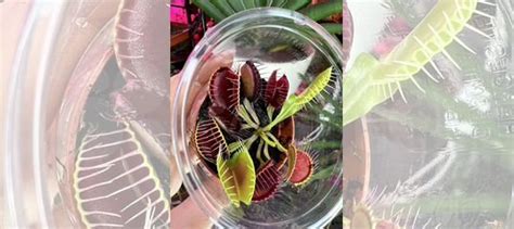 Венерина мухоловка цветок купить в Ростове-на-Дону | Товары для дома и ...