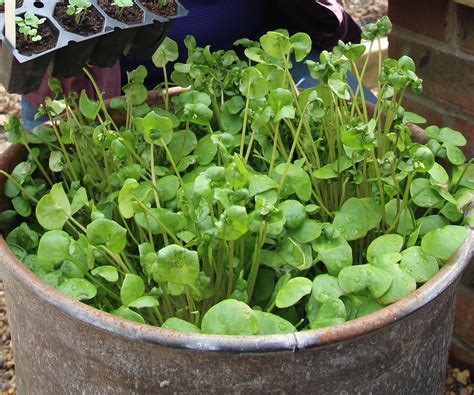 How To Grow Winter Purslane By Sowing Indoors Or Outdoors Homes And Gardens