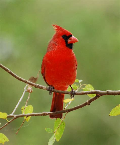 Cardinal Bird Pictures