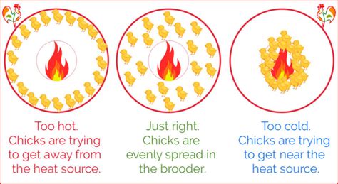 Temperature For Baby Chicks In The Brooder