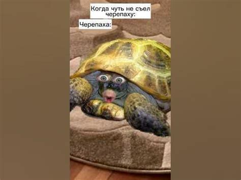 Бургер - черепаха 🐢🍔 #shorts - YouTube