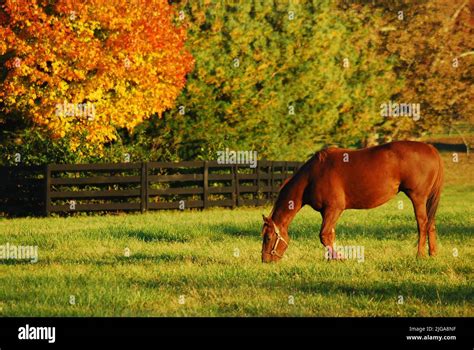 Racehorse Hi Res Stock Photography And Images Alamy