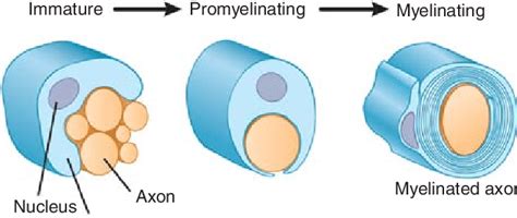 Transcriptional Cascade Of Myelination Expression Of Tfs At Different