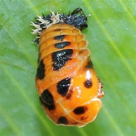 Pupa de mariquita (Coccinellidae (pupa)) - Picture Insect