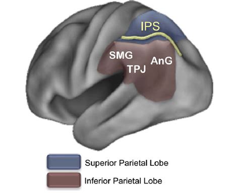 Posterior parietal anatomy. Lateral posterior parietal cortex (PPC) is ...