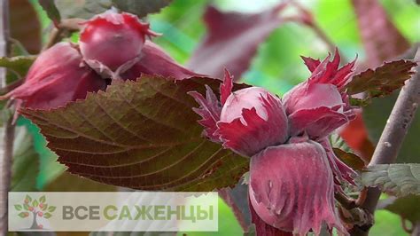 Цена на Фундук Сирена - купить саженцы