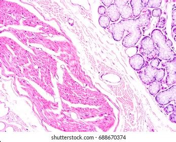 Histology Human Salivary Gland Tissue Show Stock Photo