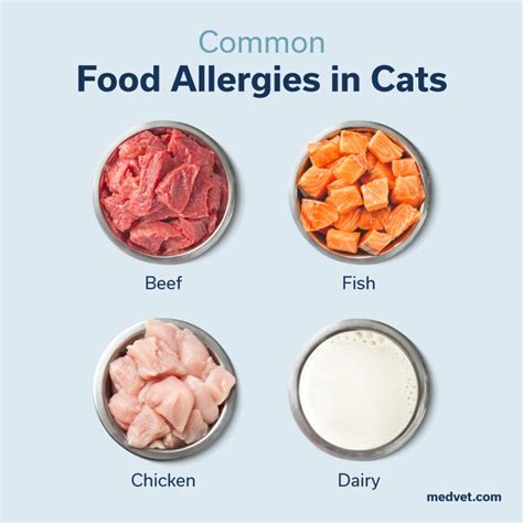 Food Allergies in Cats: Does My Cat Have Food Allergies? - MedVet