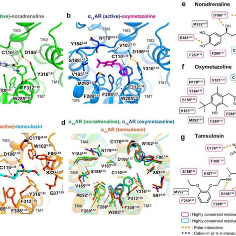 Orthosteric Ligand Binding Pocket Of Aar Side View Of Aar