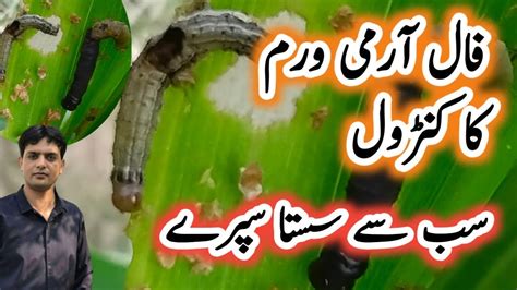 Control Of Fall Army Worm Spray For Fall Armyworm How To Control Fall Army Worm In Maize