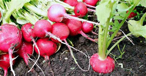 Mastering Radish Plant Care: Tips for a Bountiful Harvest