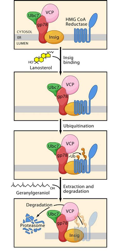 11: Regulation of HMG-coA reductase expression. At high cholesterol ...